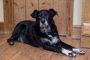 Rocky, the friendly farm dog, lives outside.