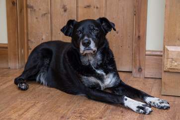 Rocky, the friendly farm dog, lives outside.