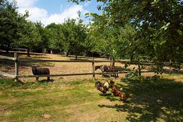The lovely owners keep cute sheep and chickens on-site.