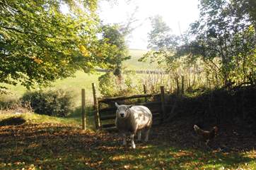The resident ram on this friendly small-holding.
