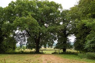 The lower meadow is such a beautiful, spacious setting.