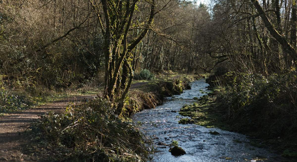 The Blackdown Hills can be reached in 30- minutes. This is Otterhead Lakes walk, a lovely circular route which is dog-friendly. 