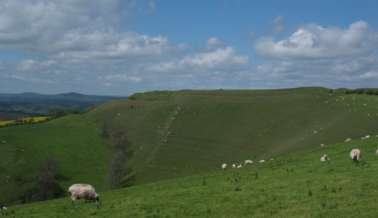 From the garden, views across to neaby Eggardon Hill, a National Trust owned Iron Age hill fort, which overlooks West Hembury Farm and out towards the Jurassic Coast.
