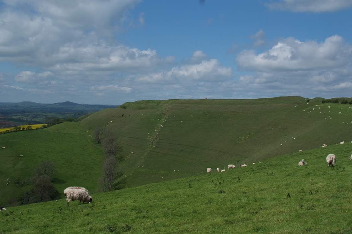 From the garden, views across to neaby Eggardon Hill, a National Trust owned Iron Age hill fort, which overlooks West Hembury Farm and out towards the Jurassic Coast.