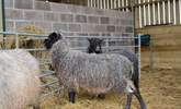 A close up of the gorgeous resident Gotland sheep. - Thumbnail Image