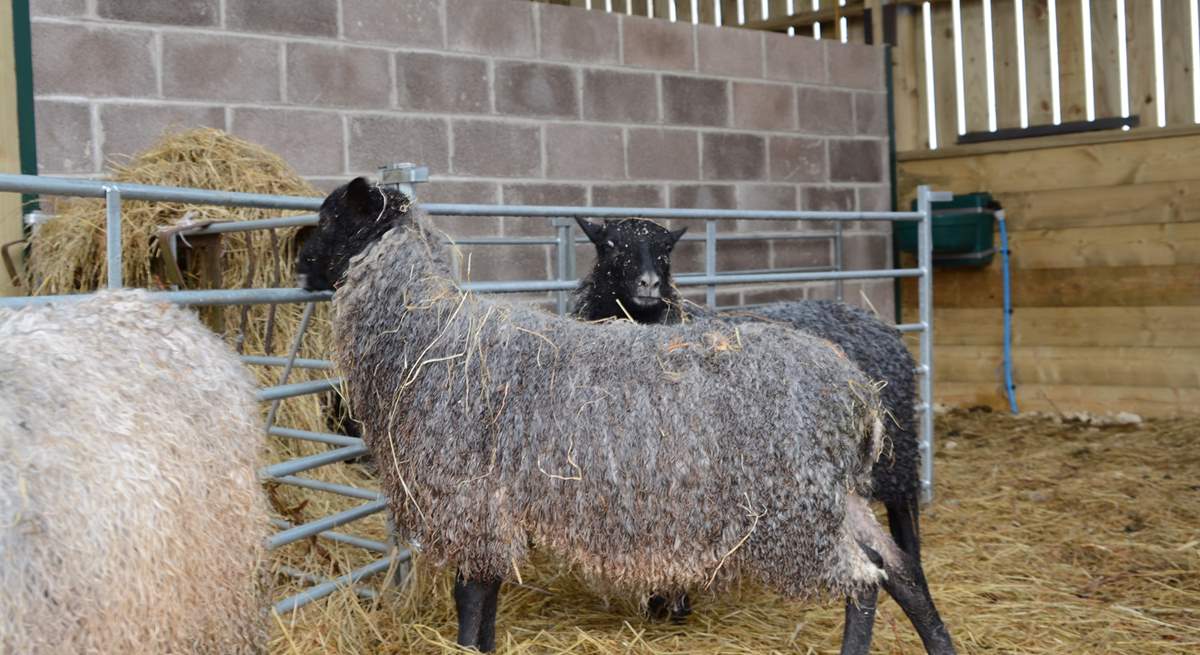 A close up of the gorgeous resident Gotland sheep.