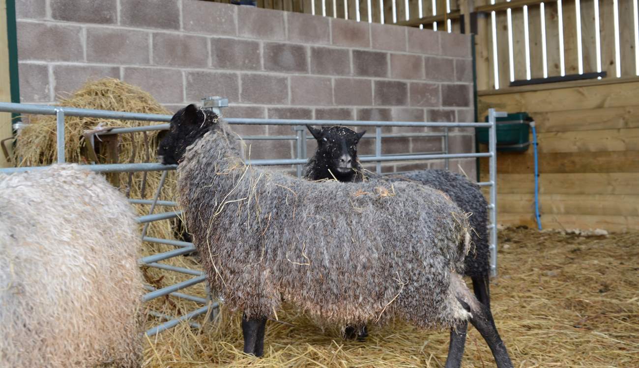 A close up of the gorgeous resident Gotland sheep.