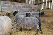 A close up of the gorgeous resident Gotland sheep.