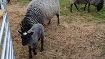 Meet some of the lovely farm animals during your stay.