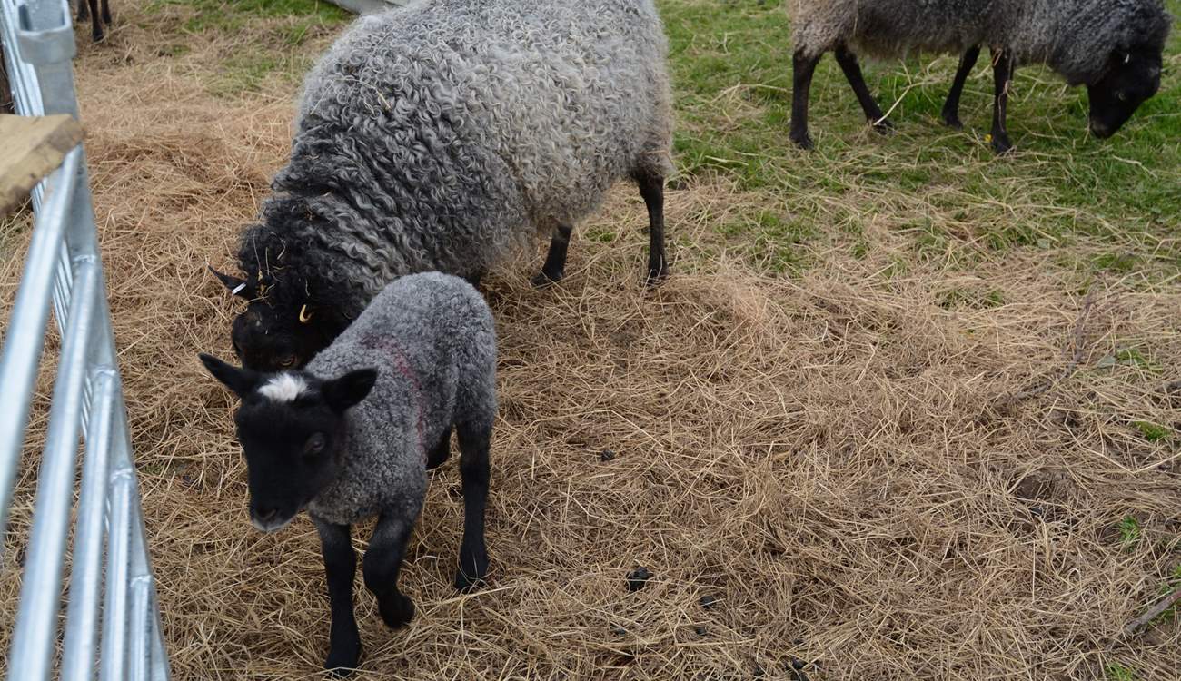 Meet some of the lovely farm animals during your stay.