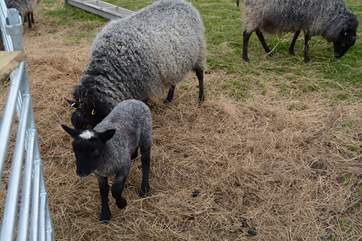 Meet some of the lovely farm animals during your stay.