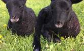 Cute little lambs! - Thumbnail Image