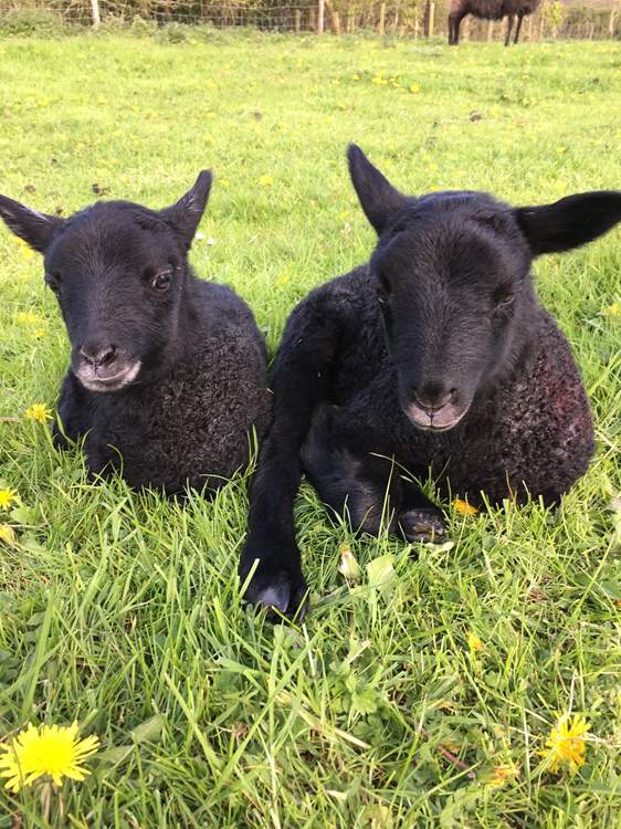 Cute little lambs!