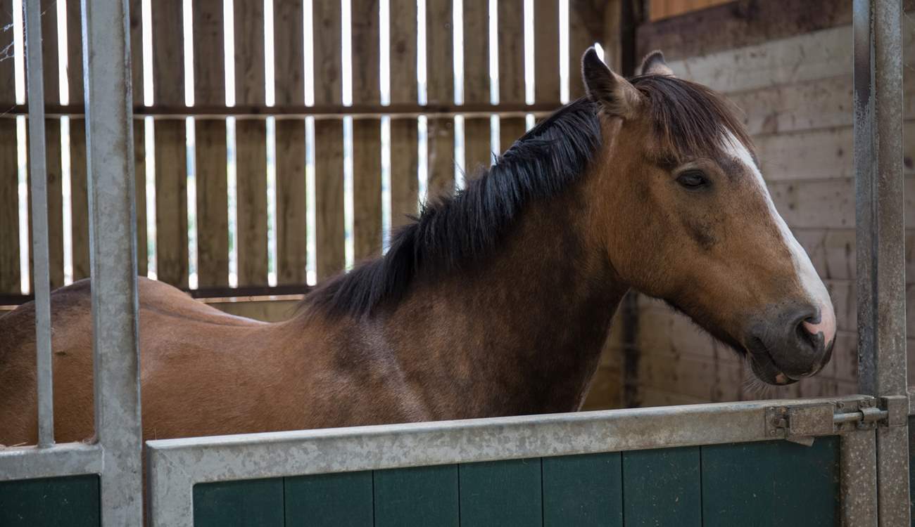 The owners are happy to show you around the farm if you wish.