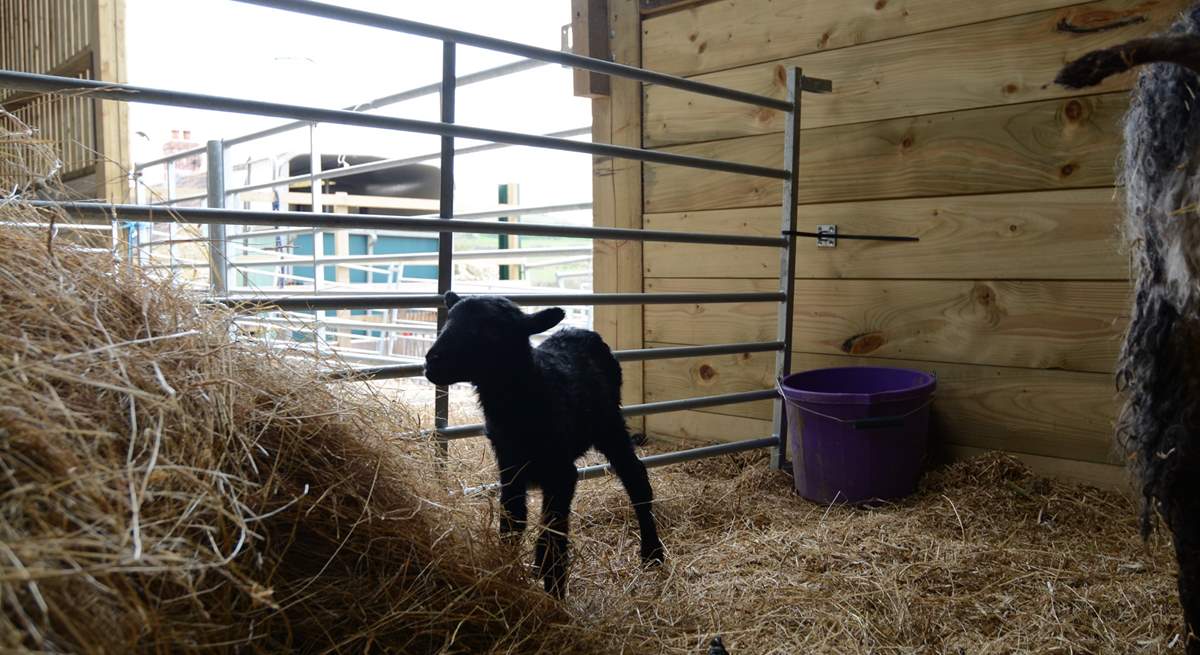 This little lamb was born just two hours before the photograph was taken.