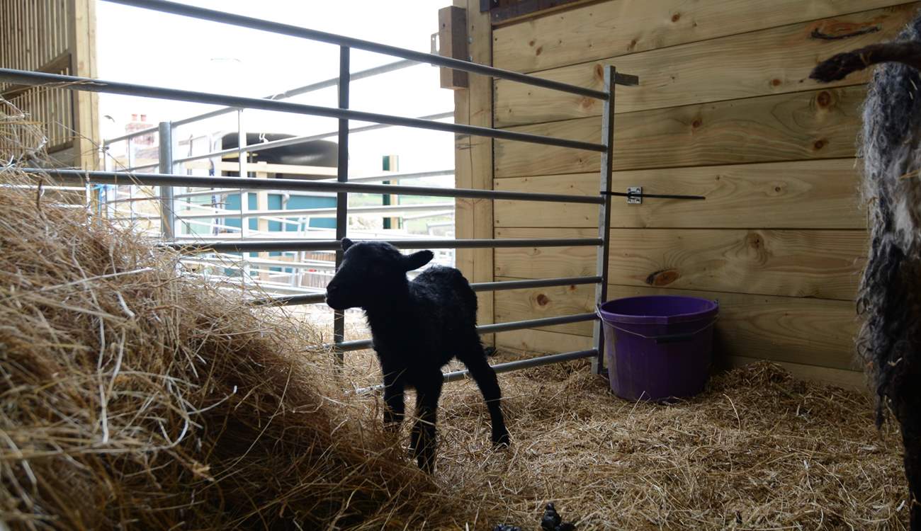 This little lamb was born just two hours before the photograph was taken.