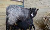 The owners' Gotland sheep and hungry twin lambs. - Thumbnail Image