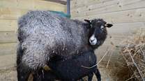 The owners' Gotland sheep and hungry twin lambs.
