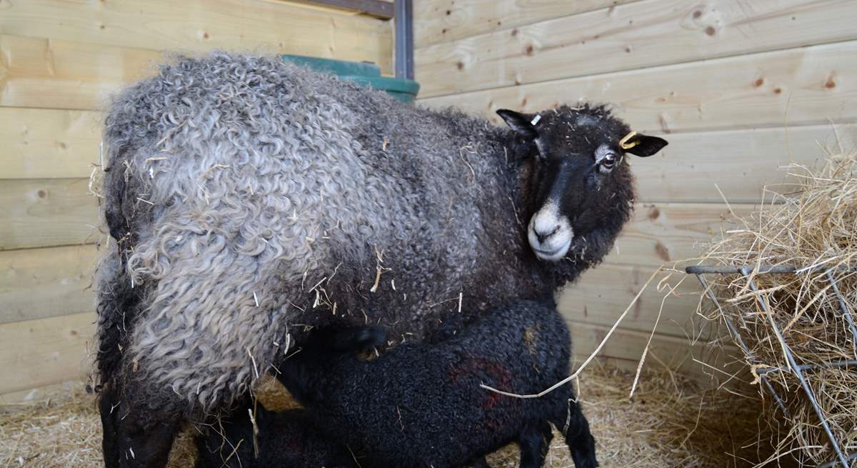 The owners' Gotland sheep and hungry twin lambs.