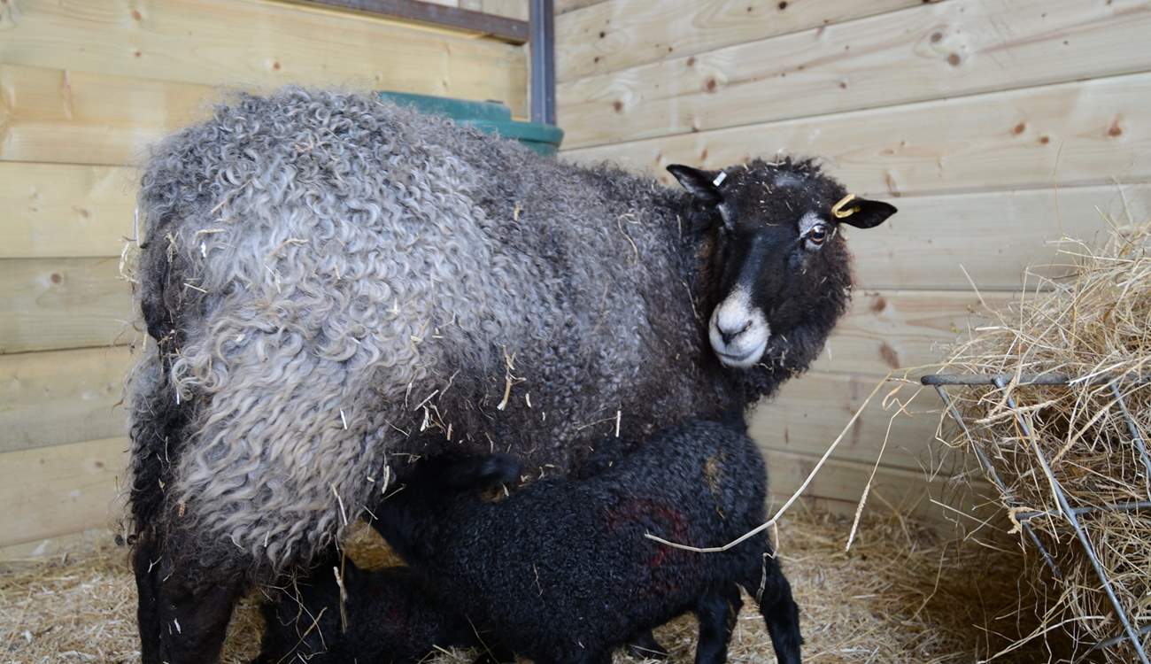 The owners' Gotland sheep and hungry twin lambs.