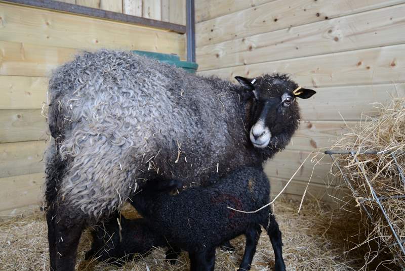The owners' Gotland sheep and hungry twin lambs.