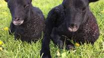 These delightful Gotland lambs were born on the farm.