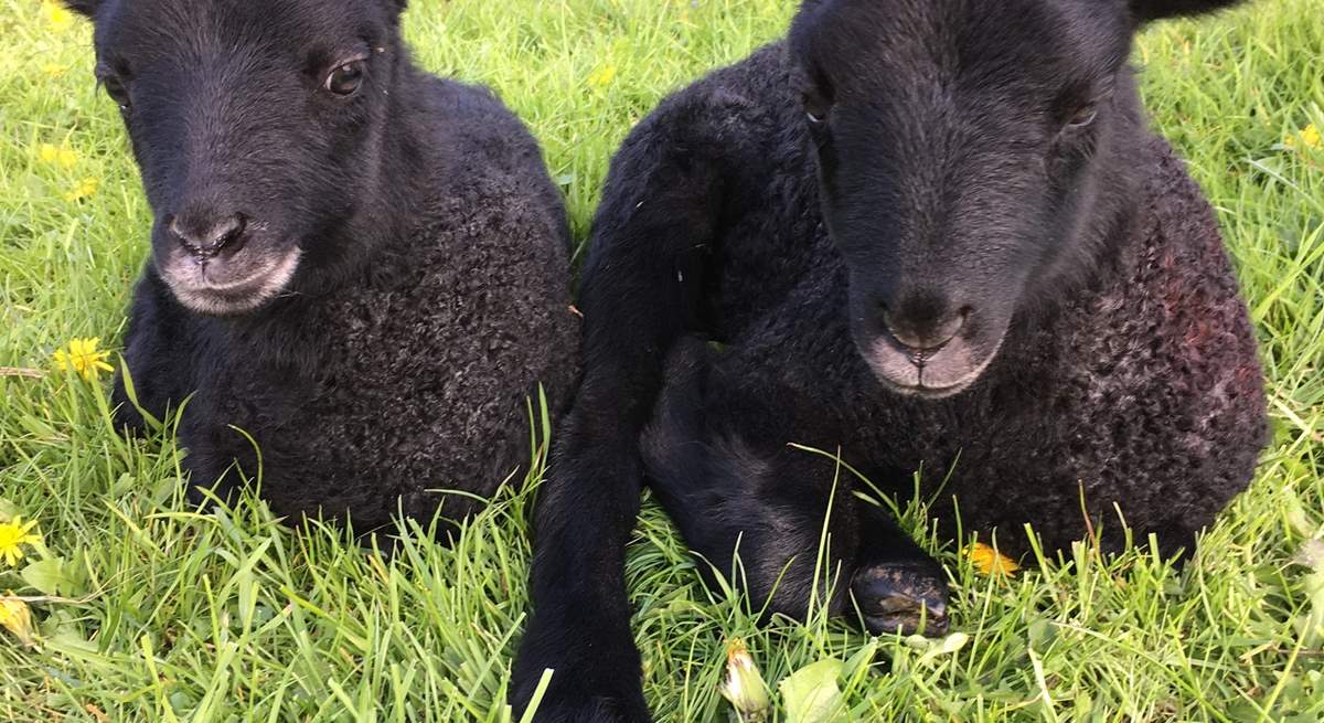 These delightful Gotland lambs were born on the farm.