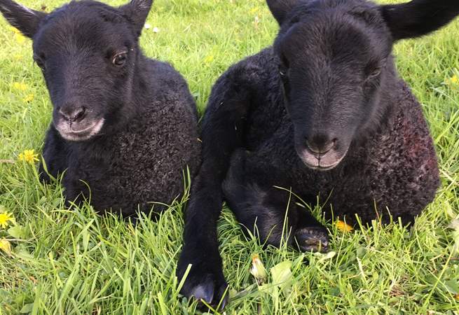 These delightful Gotland lambs were born on the farm.