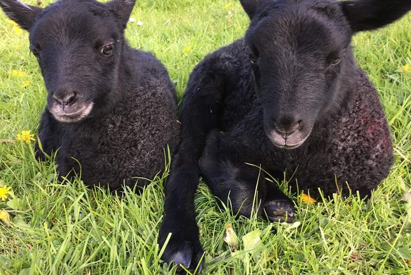 These delightful Gotland lambs were born on the farm.