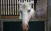 One of the beautiful horses on the farm. - Thumbnail Image