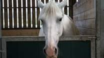 One of the beautiful horses on the farm.