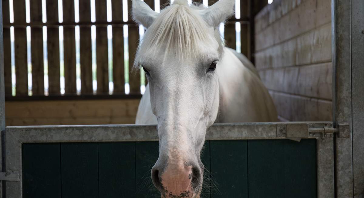 One of the beautiful horses on the farm.