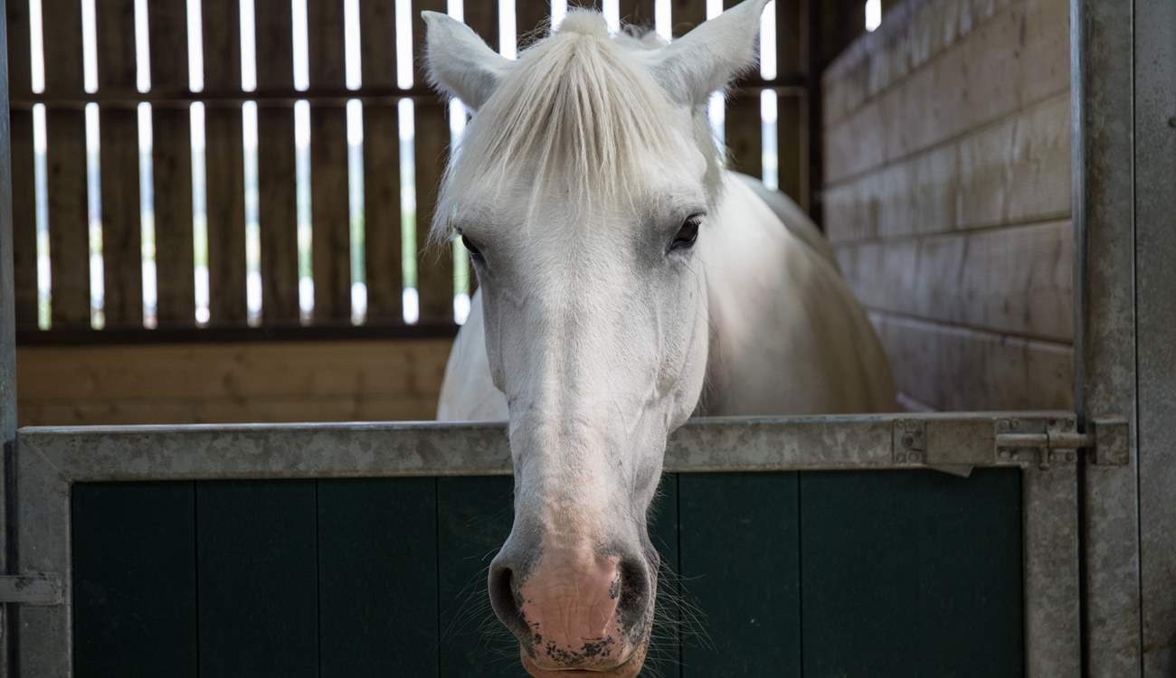 One of the beautiful horses on the farm.