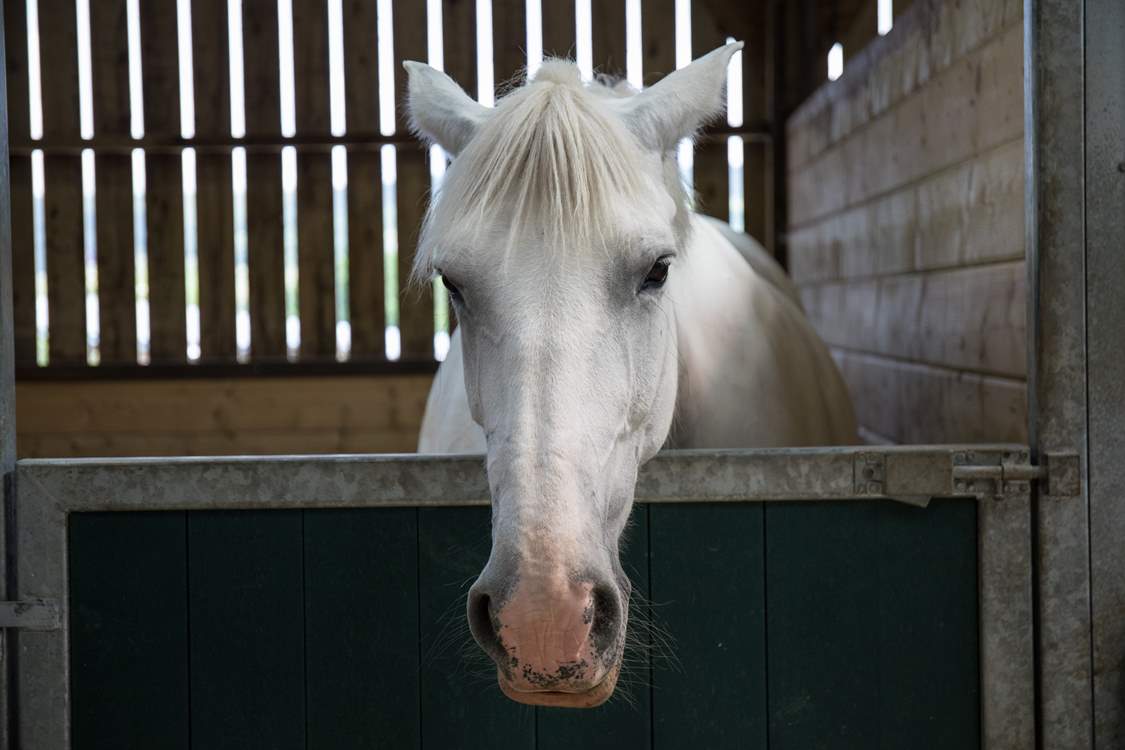 One of the beautiful horses on the farm.
