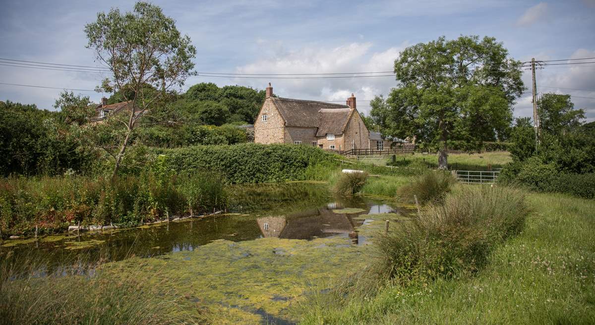 Across the lane the pond has a variety of visitors from summer dragonfly to the owners' Gotland sheep.