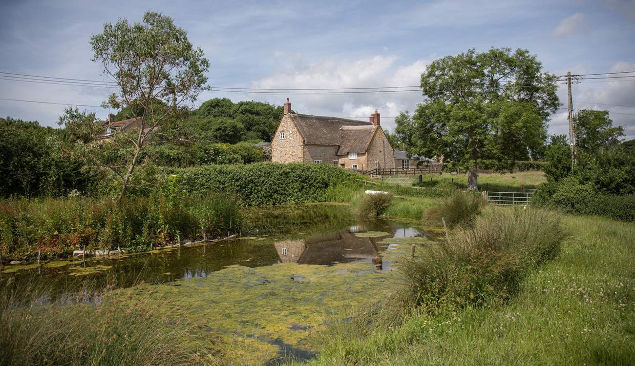 Across the lane the pond has a variety of visitors from summer dragonfly to the owners' Gotland sheep.