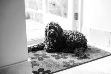 Your dog is welcome at Apple Loft Cottage.