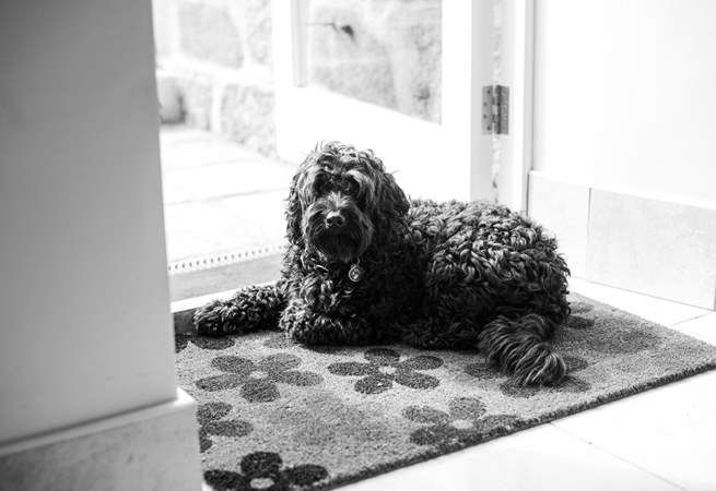 Your dog is made to feel very welcome at Apple Loft Cottage.