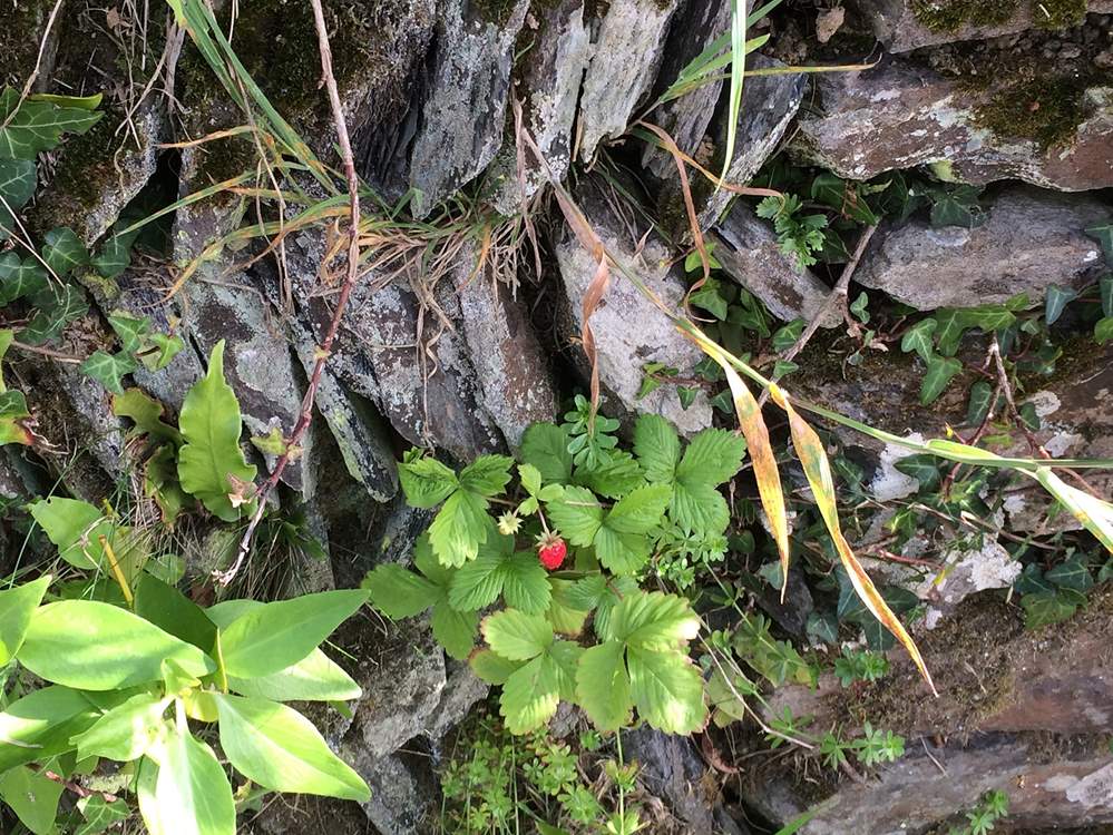 Little Alpine strawberries grow in the sheltered garden.