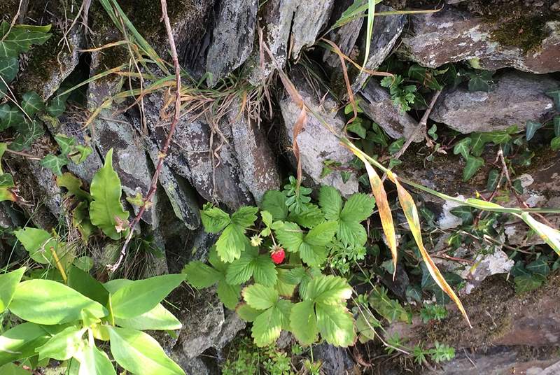 Little Alpine strawberries grow in the sheltered garden.