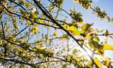 Spring blossom in the orchard. - Thumbnail Image