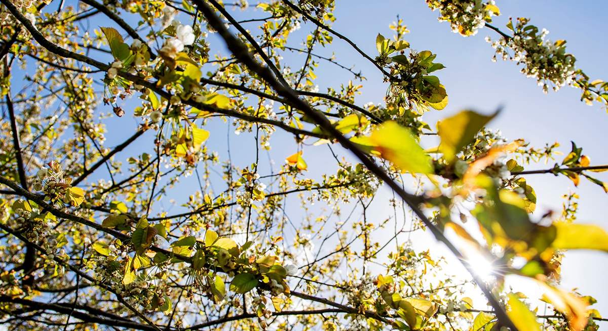 Spring blossom in the orchard.