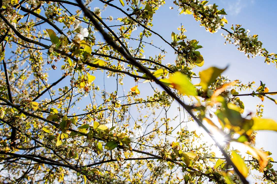 Spring blossom in the orchard.