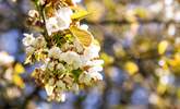 Spring blossom in the orchard garden. - Thumbnail Image