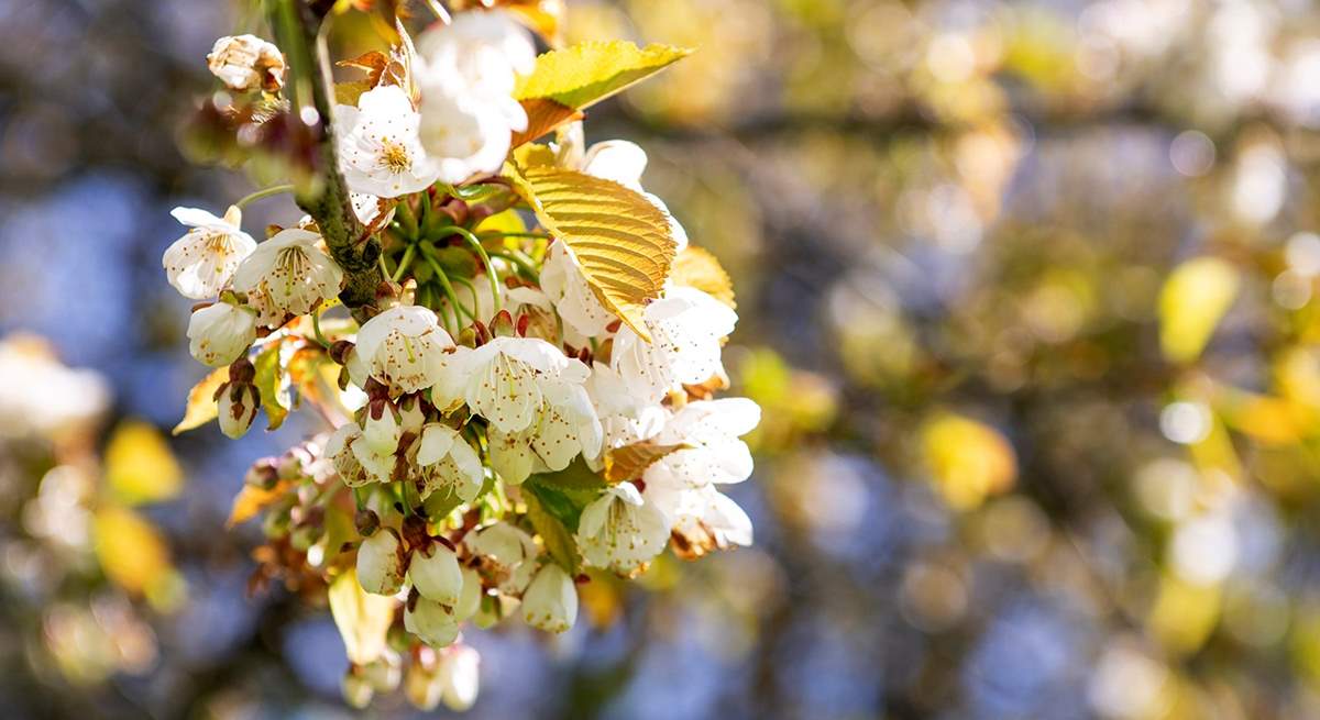 Spring blossom in the orchard garden.