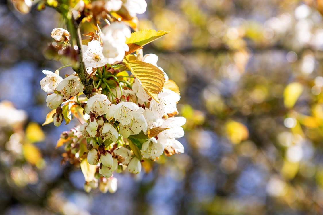 Spring blossom in the orchard garden.