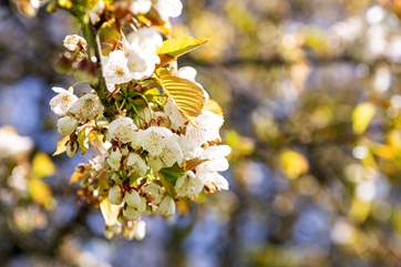Spring blossom in the orchard garden.