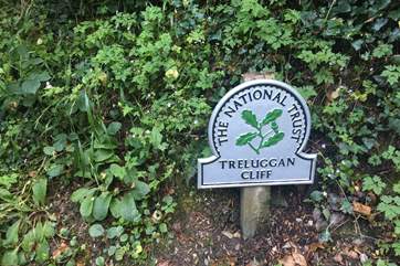 Look out for butterflies on Nare Head and Treluggan cliffs, where The National Trust have been recording their numbers for over a decade!