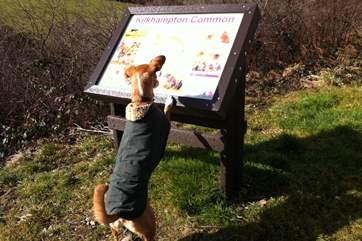 Kilkhampton Common is just down the lane and has a network of footpaths to discover - your four-legged friends will be glad you did.