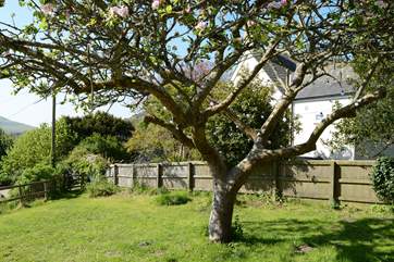 Solar fairy lights in the apple tree add a little magic to the garden.